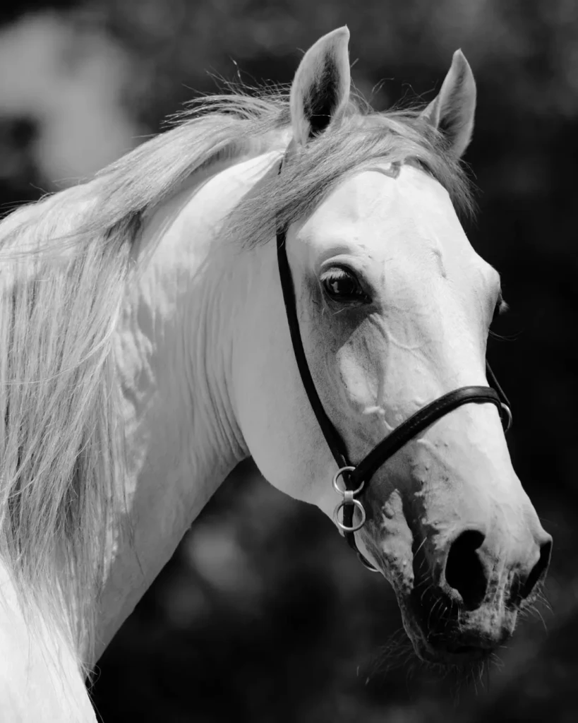 Beautiful Farm horses