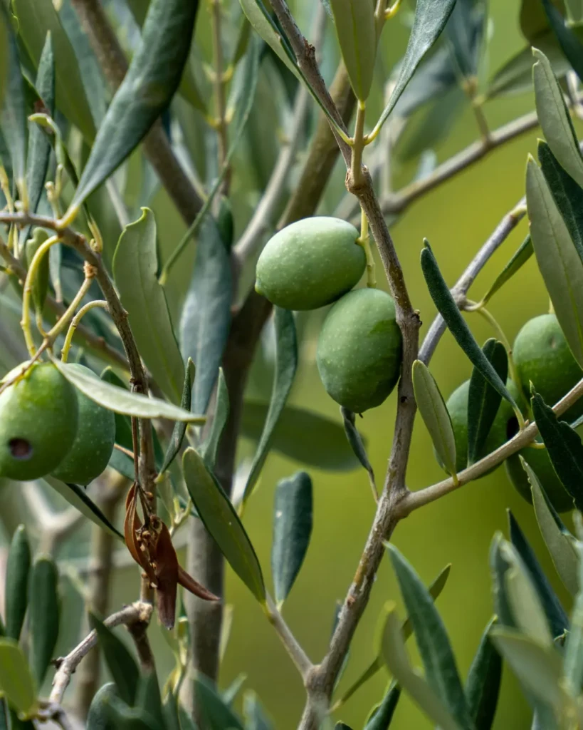 Come explore the olive garden olive farm with us