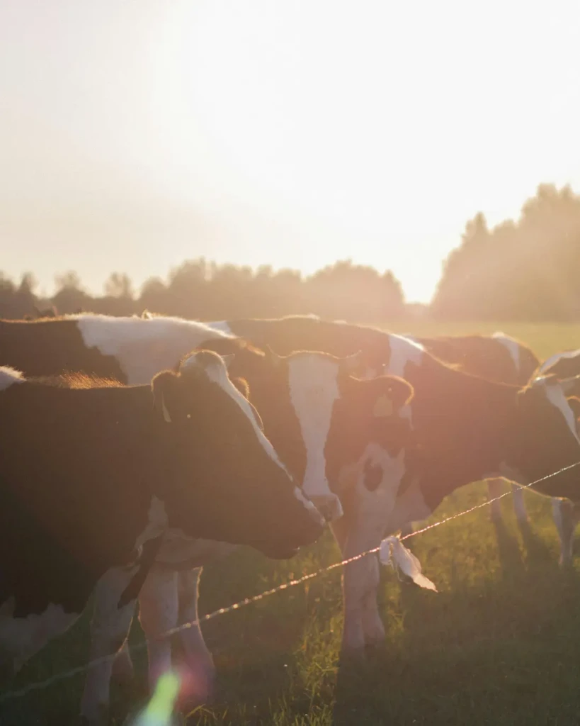 dairy farm in spain