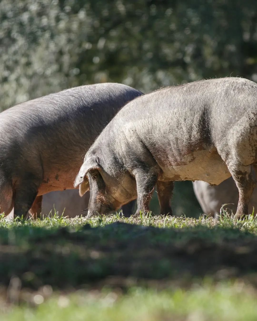 Farm animals in spain